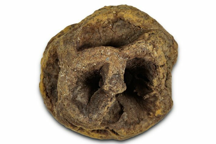 Fossil Pine Cone (Metasequoia) - Montana #352459